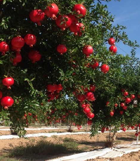 Punica granatum 'Acco'
